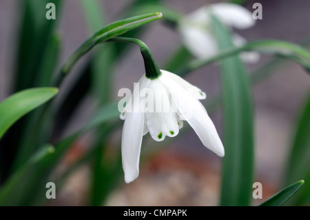 Lady Stanley snowdrop Galanthus beatrix blanc vert fleurs bulbes à fleurs de printemps perce-neige marquages bloom floraison fleur double Banque D'Images