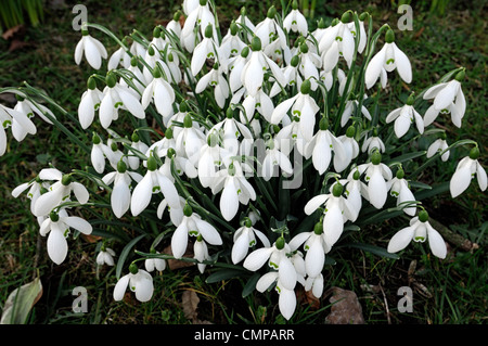Perce-neige Galanthus nivalis perce-neige fleurs bouquet gros plan d'hiver portraits de plantes blanc vert marquage fleurs fleurs Banque D'Images