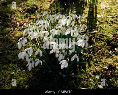 Galanthus nivalis perce-neige bouquet fleurs rétro-éclairage rétroéclairé snowdrop gros plan d'hiver portraits de plantes blanc vert marquage Banque D'Images