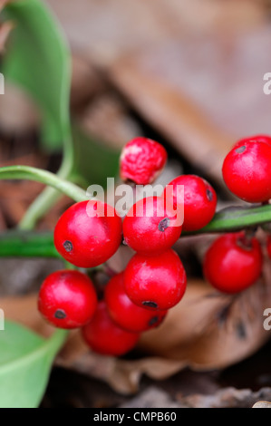 Rouge lumineux des baies de houx Ilex aquifolium houx de noël décoration saisonnière Banque D'Images