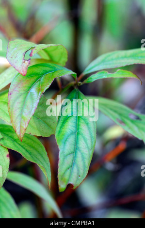 Itea virginica henrys virginia sweetspire grenat plans rapprochés close-ups automne automne automne les feuilles d'arbustes Banque D'Images