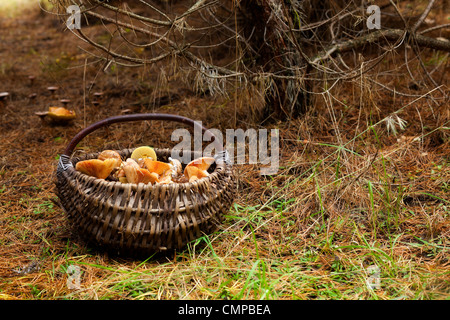 Panier avec des champignons dans la forêt Banque D'Images