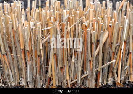 Miscanthus brown tiges coupées retour début du printemps plante vivace herbe herbacées ornementales graminées jardin structurels de l'architecture Banque D'Images