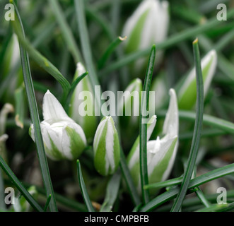 Tête de profil sigmoideum syn o nanum étoile de Bethléem couleurs couleurs blanc en forme d'étoile fleurs pétales de fleurs Floraison green lea Banque D'Images