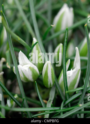 Tête de profil sigmoideum syn o nanum étoile de Bethléem couleurs couleurs blanc en forme d'étoile fleurs pétales de fleurs Floraison green lea Banque D'Images