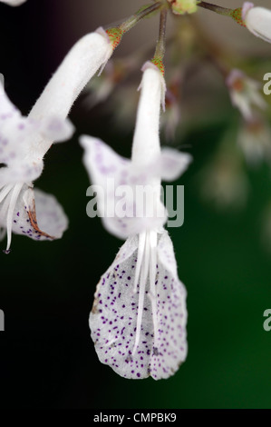 Plectranthus australis white spotted flower Swedish Ivy Creeping Charlie la moitié plante vivace mémoires d'Evergreen Banque D'Images