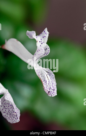 Plectranthus australis white spotted flower Swedish Ivy Creeping Charlie la moitié plante vivace mémoires d'Evergreen Banque D'Images