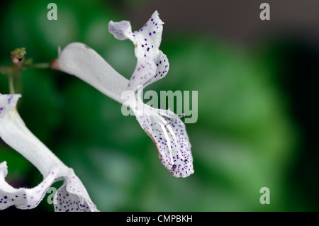Plectranthus australis white spotted flower Swedish Ivy Creeping Charlie la moitié plante vivace mémoires d'Evergreen Banque D'Images