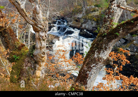 Arbres d'hiver Sharp avant soft focus Falls de Rogie sur la rivière Blackwater dans Ross et Cromarty, région des Highlands, Ecosse, Royaume-Uni Banque D'Images