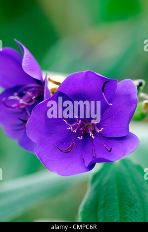 Tibouchina urvilleana fleur princesse aga gloire bush automne août close up couleurs automne fleurs Floraison plante velue Banque D'Images