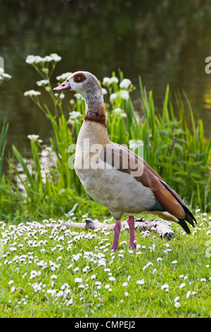 Egyptian goose, debout près de l'étang avec des fleurs au printemps - vertical image Banque D'Images