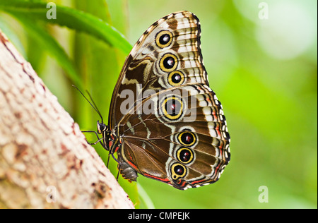 Morpho bleu papillon tropical reposant avec les ailes fermées. Ouvrir les extensions sont belle couleur bleu Banque D'Images