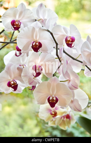 Branche avec white Moth Orchid fleurs ou Phalaenopsis dans windows avec rétroéclairage Banque D'Images