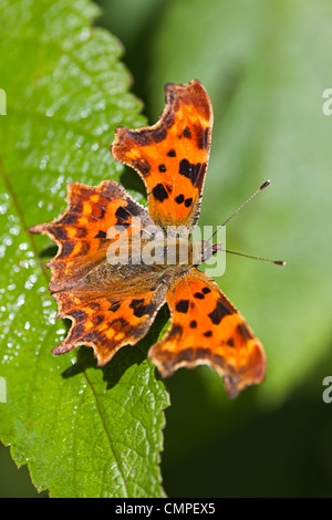 Comma butterfly ou Polygonia c-album au soleil reposant sur feuille verte Banque D'Images