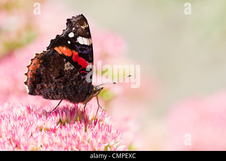 L'amiral rouge papillon Vanessa atalanta en été ou obtenir le nectar des fleurs sedum Banque D'Images