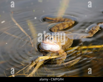 Une grenouille rousse (Rana temporaria) se trouvant sur la surface d'un étang Banque D'Images