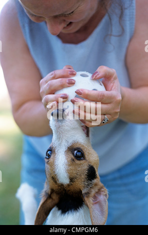 Woman holding wuffle balle avec Jack Russell Terrier il mordre et en suspension dans l'air Banque D'Images