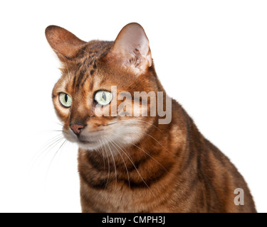 Bengal chat regardant tout droit à l'appareil photo avec choqué ou surpris expression Banque D'Images