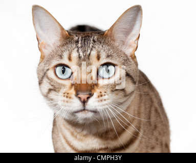 Bengal chat regardant tout droit à l'appareil photo avec choqué ou surpris expression Banque D'Images