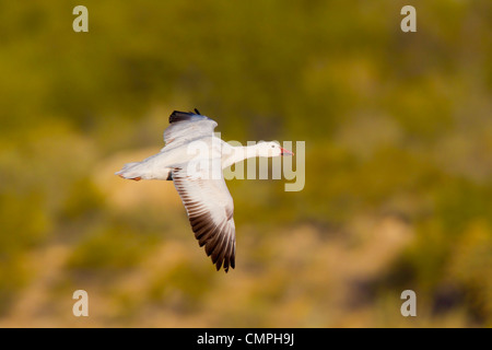 Oie des neiges Chen caerulescens Kearny, Arizona, United States 23 mars lumière adultes morph. Anatidae Banque D'Images