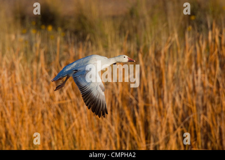 Oie des neiges Chen caerulescens Kearny, Arizona, United States 23 mars lumière adultes morph. Anatidae Banque D'Images