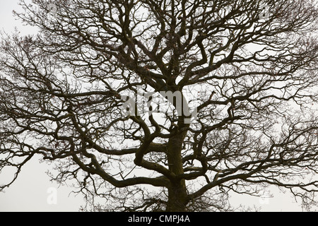 arbre en hiver Banque D'Images