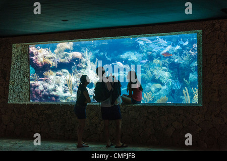 PLAYA DEL CARMEN, Mexique — les visiteurs observent des poissons tropicaux colorés à travers la grande fenêtre d'observation d'un aquarium au parc Xcaret. La vie marine vibrante, y compris les espèces exotiques originaires des Caraïbes, nage gracieusement dans les eaux cristallines de l'immense exposition sous-marine de ce parc éco-archéologique. Banque D'Images