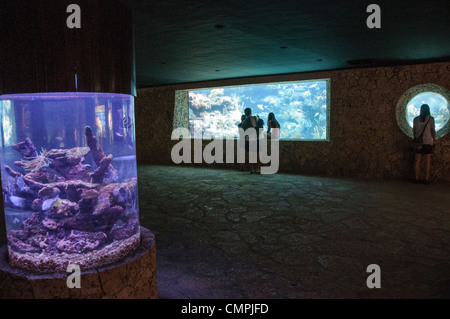 PLAYA DEL CARMEN, Mexique — les visiteurs observent des poissons tropicaux colorés à travers la grande fenêtre d'observation d'un aquarium au parc Xcaret. La vie marine vibrante, y compris les espèces exotiques originaires des Caraïbes, nage gracieusement dans les eaux cristallines de l'immense exposition sous-marine de ce parc éco-archéologique. Banque D'Images