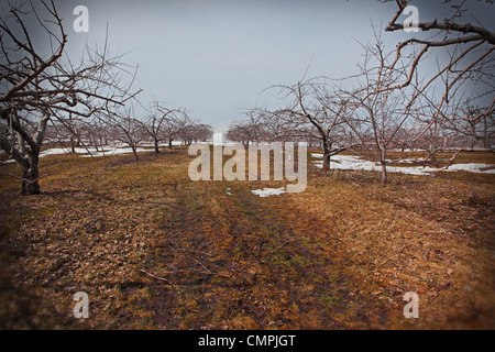 DesertedWe voir un large chemin verger bordé d'arbres sans feuilles au début du printemps. Quelques plaques de neige encore sur le sol Banque D'Images