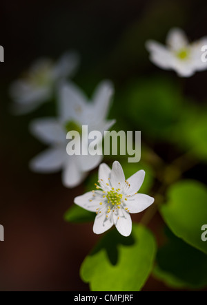 La rue anemone est un printemps précoce qui peut être trouvé dans la plupart des environnements forestiers riches d'avril à juin. c'est une plante très délicate, et se déplacera dans le moindre vent. Il est facilement cultivée dans un jardin de fleurs sauvages. Banque D'Images