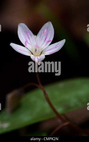 La beauté du printemps est une fleur éphémère, ce qui signifie que c'est un début de bloomer tandis que la lumière peut atteindre le sol de la forêt avant que les feuilles sont en pleine croissance au cours de laquelle il meurt à ses parties souterraines. c'est un très petit, de fleurs sauvages avec des algues que 1/2 pouce ou si de diamètre. Il peut former des colonies qui recouvrent le sol forestier en grandes parcelles. Cette image a été prise à sosebee cove off wolfpen gap Road dans la Géorgie du nord. La face nord Cove est un trésor de fleurs sauvages tout au long du printemps. Banque D'Images