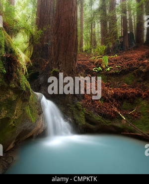 Petite cascade dans la belle forêt de séquoia de Californie Banque D'Images