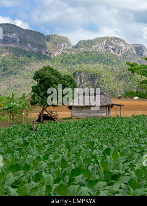Un homme adulte cultivateur de tabac se distingue dans son domaine de la maturité des plantes de tabac à Viñales, Cuba. Banque D'Images