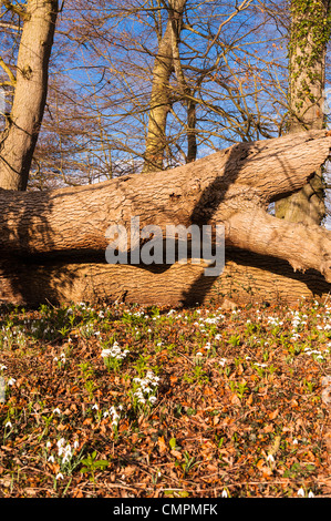 ( Perce-neige Galanthus ) augmenter vers un arbre tombé au Royaume-Uni Banque D'Images