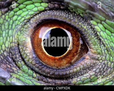 Une macro d'un fantastique green iguana eye Banque D'Images