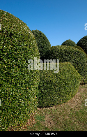 Jardin topiaire en haies coupées Banque D'Images