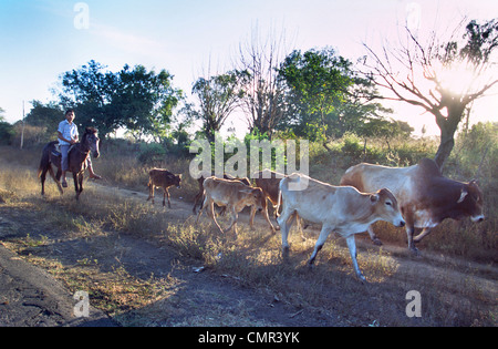 Cowboys la conduite d'un petit troupeau sur la route entre Leon et la mer, de conduire le bétail Banque D'Images