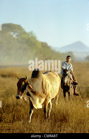 Cowboys sur la route entre Leon et la mer, l'élevage bovin Banque D'Images