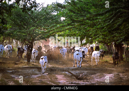 Cowboys sur la route entre Leon et la mer, de conduire le bétail Banque D'Images