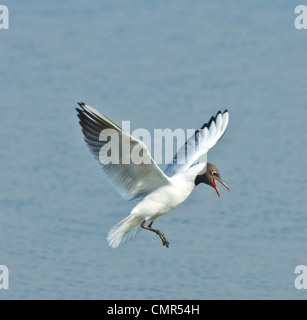 Black-Headed Gull Larus ridibundus - Hampshire UK Banque D'Images