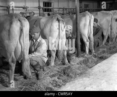 Années 1930 Années 1940 Trois hommes traite de la main trois vaches laitières EN AGRICULTURE ÉTABLE Banque D'Images