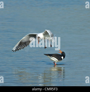 Black-Headed Gull (Larus ridibundus) swooping sur l'Huîtrier pie (Haematopus ostralegus) Banque D'Images