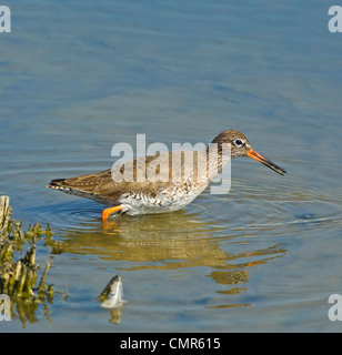 Chevalier arlequin (Tringa totanus) - Hampshire UK Banque D'Images