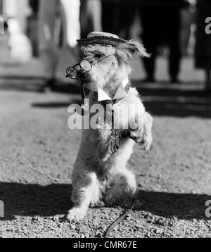 1940 WHITE TERRIER DOG WEARING HAT SUR SES PATTES DE COL LUNETTES et cravate AVEC TUYAU EN BOUCHE Banque D'Images