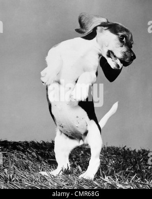 1950 CHIOT BEAGLE SUR SES PATTES AVEC LA TÊTE À L'AUTRE TORDU & LANGUE HANGING OUT Banque D'Images