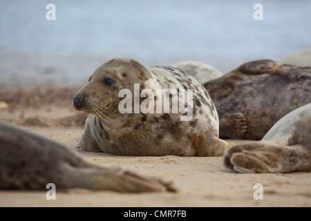 L'Atlantique ou du phoque gris (Halichoerus grypus). Vache ou femelle. Horsey beach, North Norfolk. Février. Banque D'Images