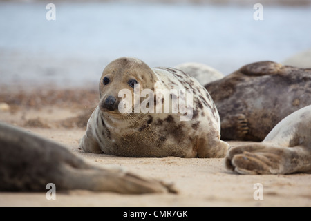 L'Atlantique ou du phoque gris (Halichoerus grypus). Vache ou femelle. Horsey beach, North Norfolk. Février. Banque D'Images