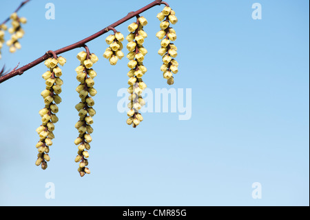 Stachyurus chinensis. Stachyurus chinois au début du printemps. UK Banque D'Images