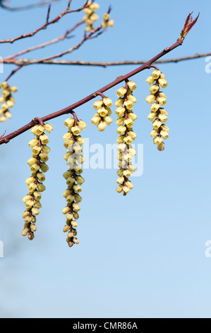 Stachyurus chinensis. Stachyurus chinois au début du printemps. UK Banque D'Images