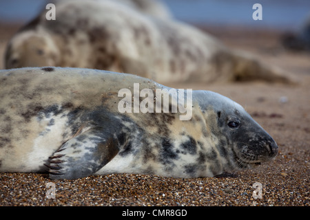 L'Atlantique ou du phoque gris (Halichoerus grypus). Jeune vache ou d'une femme. Horsey beach, North Norfolk. Février. La mue du pelage. Banque D'Images